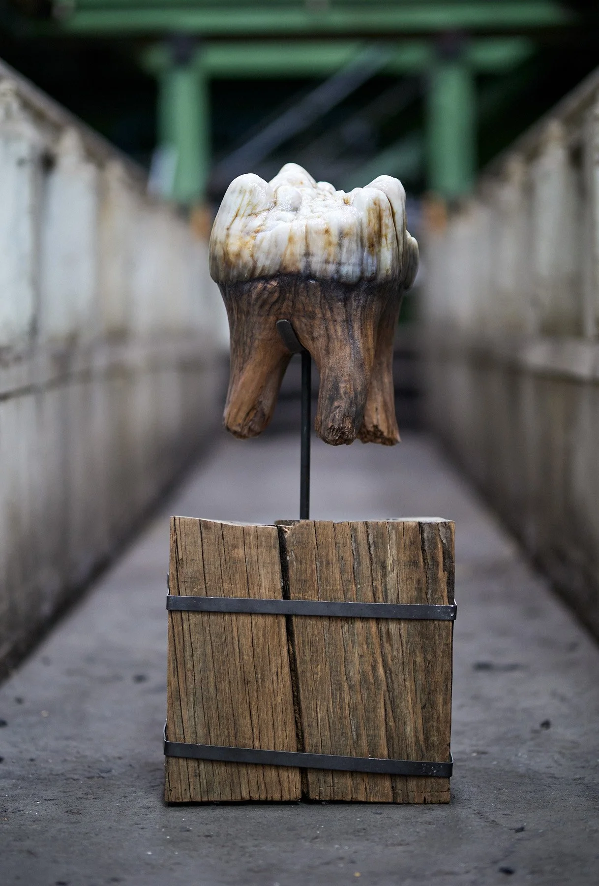 The Tooth — Studio MEGATON